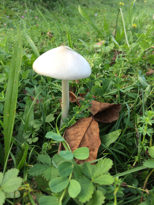 Fotografía titulada "Un joli champignon…" por Camille R., Obra de arte original, Fotografía no manipulada