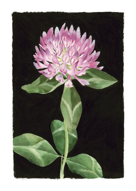Red Clover 絵画 Candace Bialczakによって Artmajeur