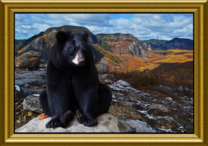 Photography titled "Ourson" by Carl Legault, Original Artwork, Digital Photography Mounted on Wood Stretcher frame
