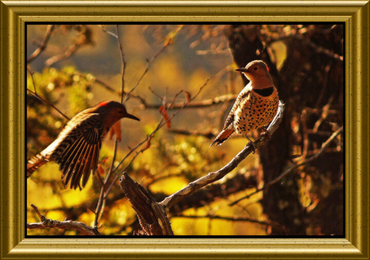 Photography titled "Flamboyant" by Carl Legault, Original Artwork, Digital Photography Mounted on Wood Stretcher frame