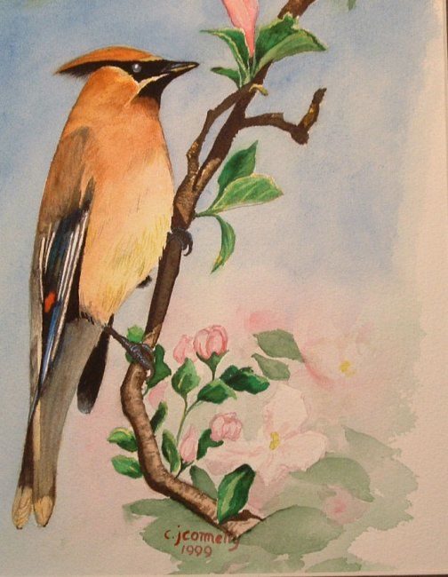 Painting titled "CedarWaxwing" by Carla J Connelly, Original Artwork, Oil