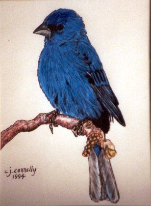 Painting titled "Indigo Bunting" by Carla J Connelly, Original Artwork, Oil