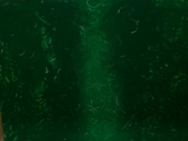 Pintura titulada "Green" por Carolina Acosta, Obra de arte original,