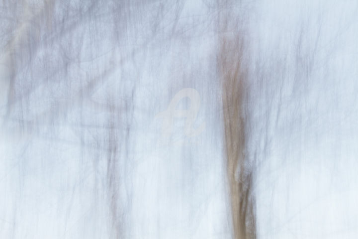 "Transparence, Forêt…" başlıklı Fotoğraf Carole Reboul tarafından, Orijinal sanat