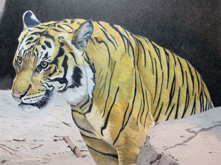 Rysunek zatytułowany „Tiger Tiger #artist…” autorstwa Carole Mcalpine, Oryginalna praca, Ołówek
