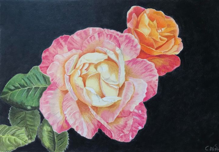 Drawing titled "Roses" by Carole Mcalpine, Original Artwork, Pencil
