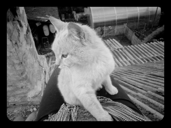 Photographie intitulée "Cat on roof.jpg" par Carolina Moon, Œuvre d'art originale, Photographie numérique