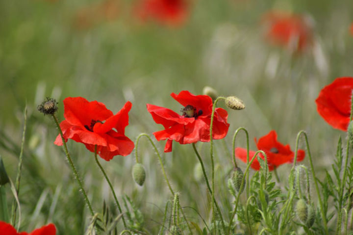 "Beautiful poppies 5" başlıklı Fotoğraf Carol Lynch tarafından, Orijinal sanat, Dijital Fotoğrafçılık