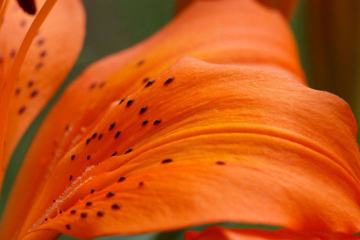 Photography titled "Soft lily" by Carol Lynch, Original Artwork, Digital Photography