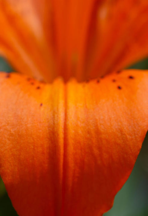 Photography titled "Orange lily" by Carol Lynch, Original Artwork, Digital Photography