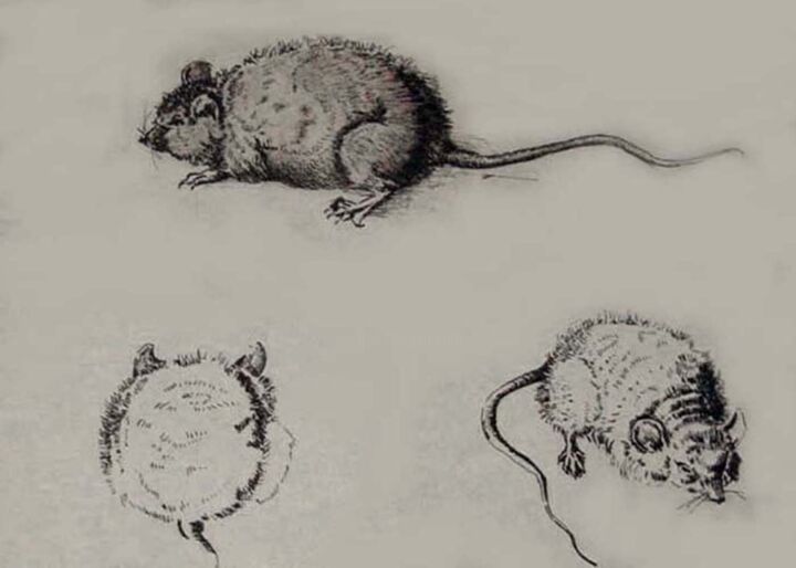 Drawing titled "Mice" by Carolyn   A. Debnam, Original Artwork, Ink Mounted on Wood Stretcher frame