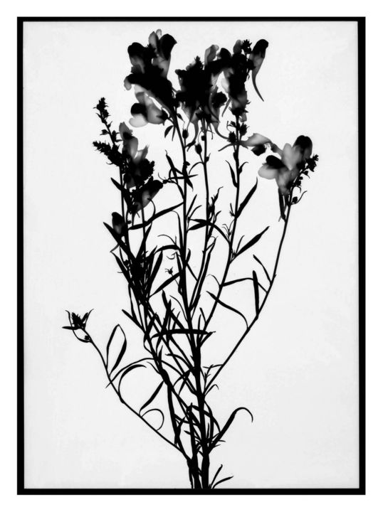 Fotografia zatytułowany „Portraits de Saison…” autorstwa Carole Renard, Oryginalna praca, Fotografia filmowa