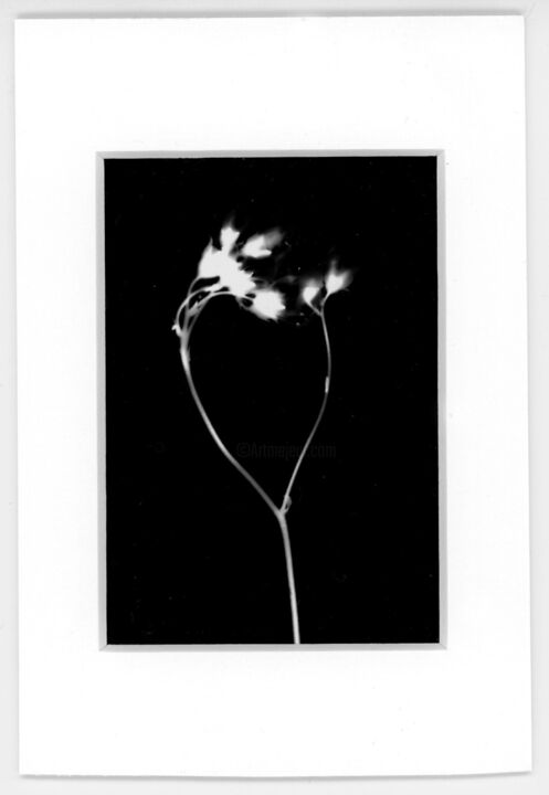 Photography titled "Carte 6" by Carole Renard, Original Artwork, Analog photography