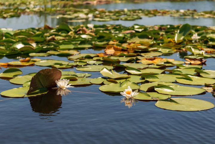 Photography titled "Water lilies on the…" by Dan Carp, Original Art, Digital Photography