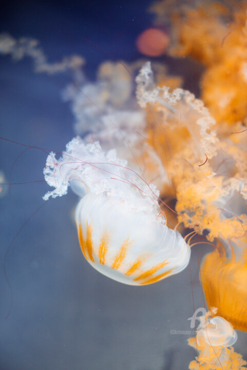 "Swim like a fish" başlıklı Fotoğraf Cassiopeia tarafından, Orijinal sanat, Fotoşopsuz fotoğraf