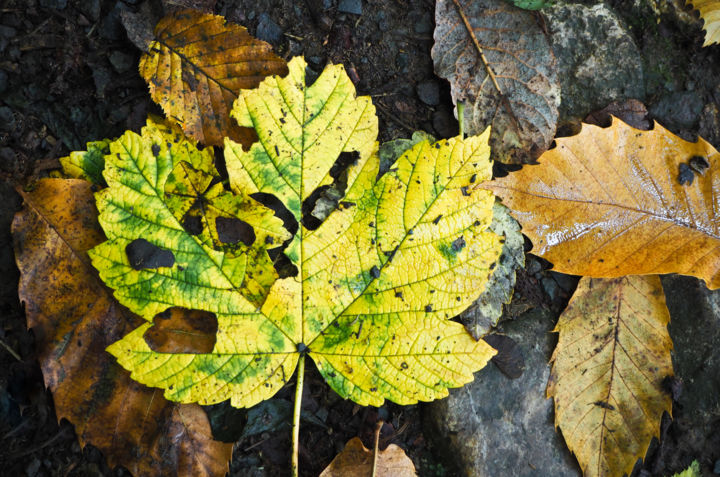 Photographie intitulée "Rosheim. Feuilles m…" par Catherine Boutin, Œuvre d'art originale, Photographie numérique