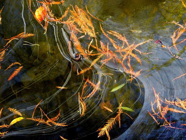 Photographie intitulée "Orangerie-feuilles-…" par Catherine Boutin, Œuvre d'art originale, Photographie numérique