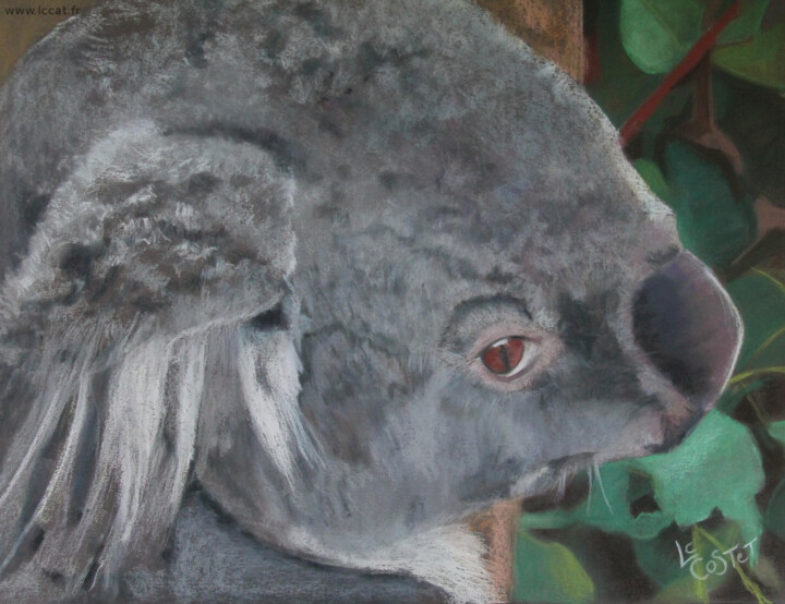 Painting titled "Le koala" by Catherine Costet (Lccat), Original Artwork, Pastel