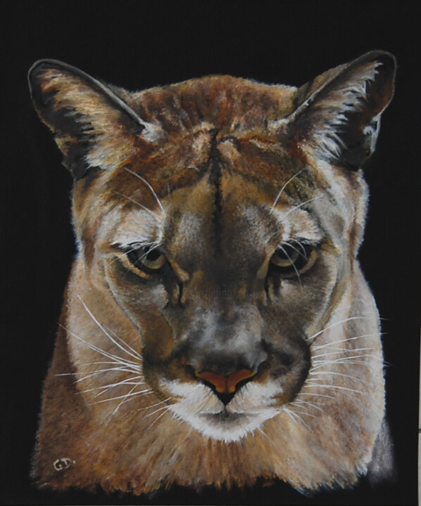Painting titled "puma-cougar.png" by Catherine Digue - Turpin, Original Artwork, Gouache
