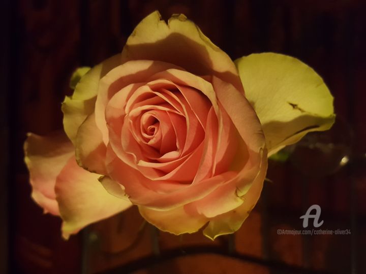 Photographie intitulée "La Rose de Porcelai…" par Catherine Oliver (Miss kat), Œuvre d'art originale, Photographie numérique