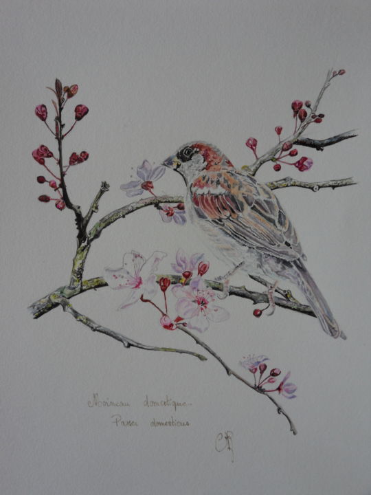 Painting titled "moineau domestique" by Catherine Reybard, Original Artwork, Watercolor