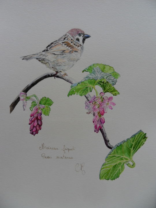 Painting titled "moineau friquet" by Catherine Reybard, Original Artwork, Watercolor