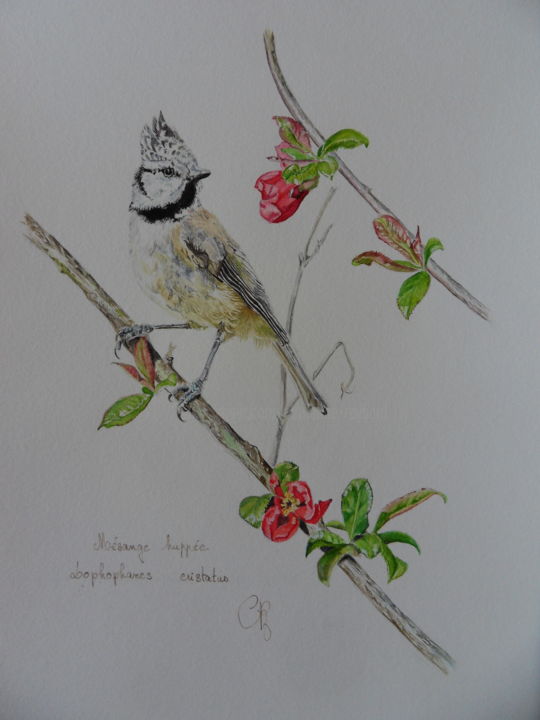 Peinture intitulée "mésange huppée" par Catherine Reybard, Œuvre d'art originale, Aquarelle