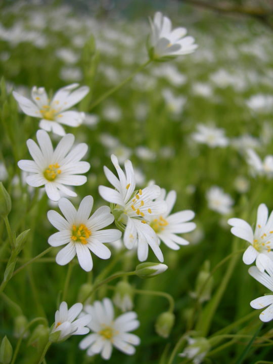 Photography titled "mauvaises herbes, b…" by Catherine Reybard, Original Artwork