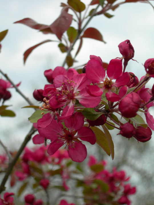 Photography titled "pommier ornemental…" by Catherine Reybard, Original Artwork