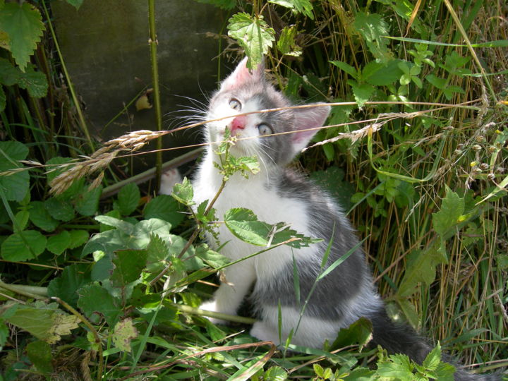 Chaton De Gouttiere Tibouchina Photography By Catherine Reybard Artmajeur Chaton De Gouttiere Tibouchina Photography By Catherine Reybard Artmajeur