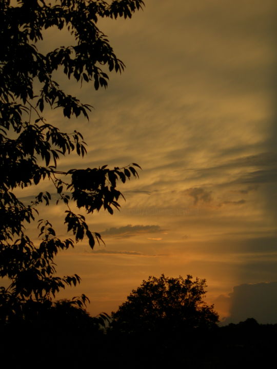 Photography titled "Charolais,coucher d…" by Catherine Reybard, Original Artwork