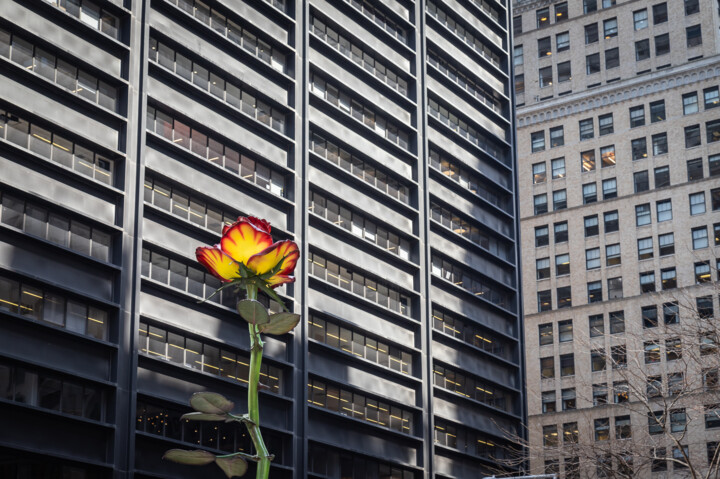 Fotografie mit dem Titel "NY flower" von Catherine Toiron, Original-Kunstwerk, Digitale Fotografie