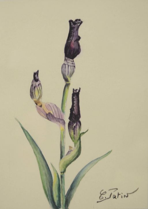 Painting titled "Boutons d'Iris" by Peinturecath, Original Artwork, Watercolor