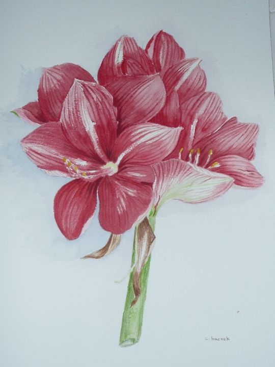 Painting titled "AMARYLLIS" by Cathou-Bazec, Original Artwork, Watercolor