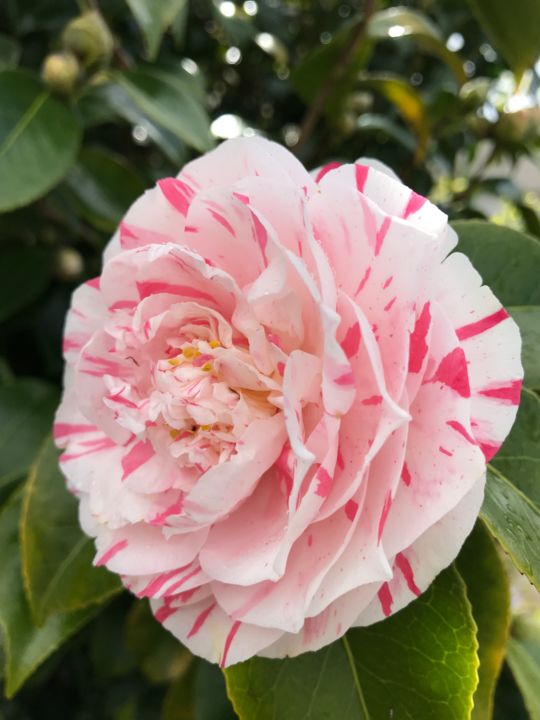 Photographie intitulée "Fleur de CAMELIA" par Cathou-Bazec, Œuvre d'art originale