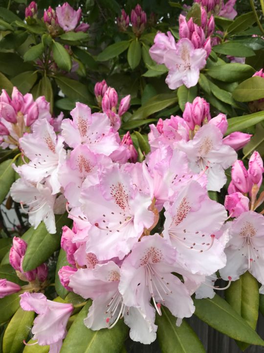 Фотография под названием "RHODODENDRON" - Cathou-Bazec, Подлинное произведение искусства