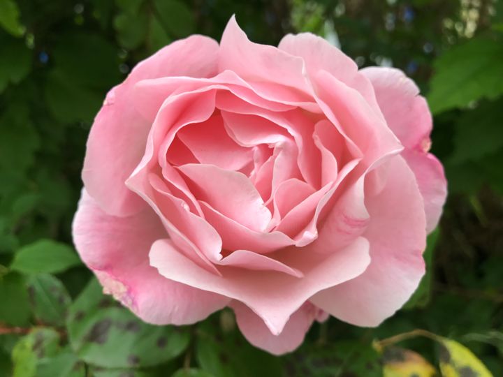 "ROSE" başlıklı Fotoğraf Cathou-Bazec tarafından, Orijinal sanat