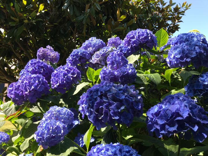 Photographie intitulée "MASSIF D HORTENSIAS" par Cathou-Bazec, Œuvre d'art originale