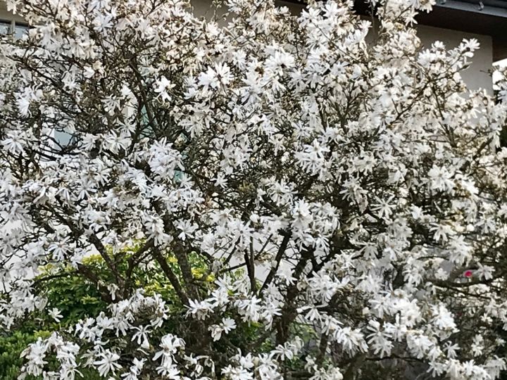 Photographie intitulée "FLEURS DE MAGNOLIA" par Cathou-Bazec, Œuvre d'art originale