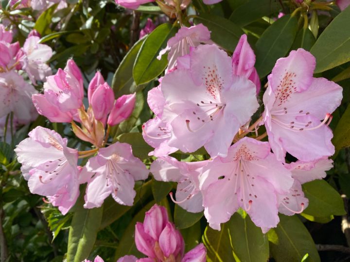 Photographie intitulée "RHODODENDRONS" par Cathou-Bazec, Œuvre d'art originale, Photographie non manipulée