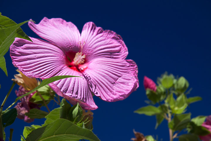 Photography titled "Hibiscus" by Catherine Langlais, Original Artwork