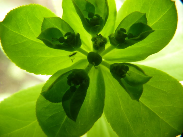 Photography titled "euphorbe feuille" by Catherine Champernau, Original Artwork