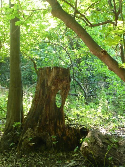 Photographie intitulée "Nature’s Imperfecti…" par Carole Cid, Œuvre d'art originale