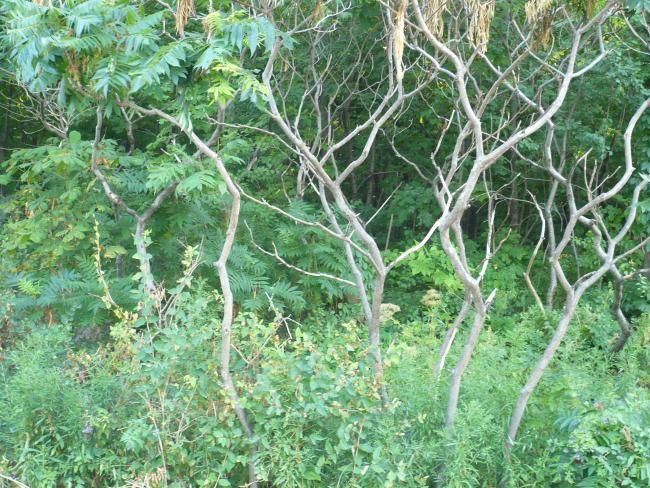 Photographie intitulée "Nature’s Imperfecti…" par Carole Cid, Œuvre d'art originale