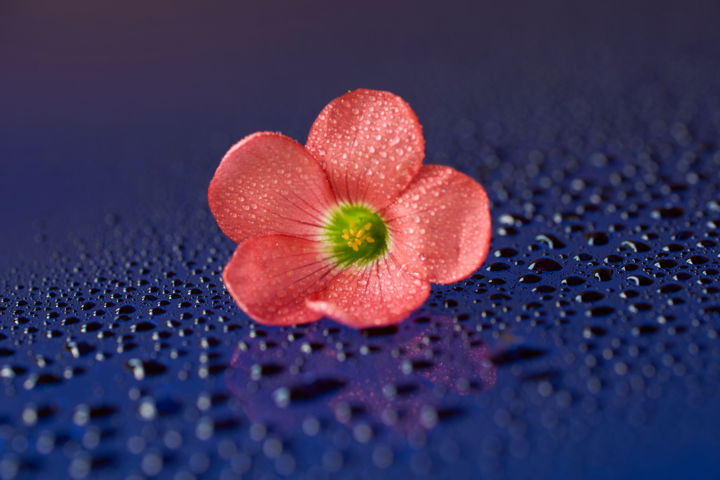 "Roze bloem op blauw…" başlıklı Fotoğraf Cor De Hamer tarafından, Orijinal sanat, Dijital Fotoğrafçılık