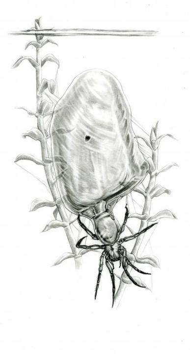 Drawing titled "Argironète" by Cécile Aquisti, Original Artwork