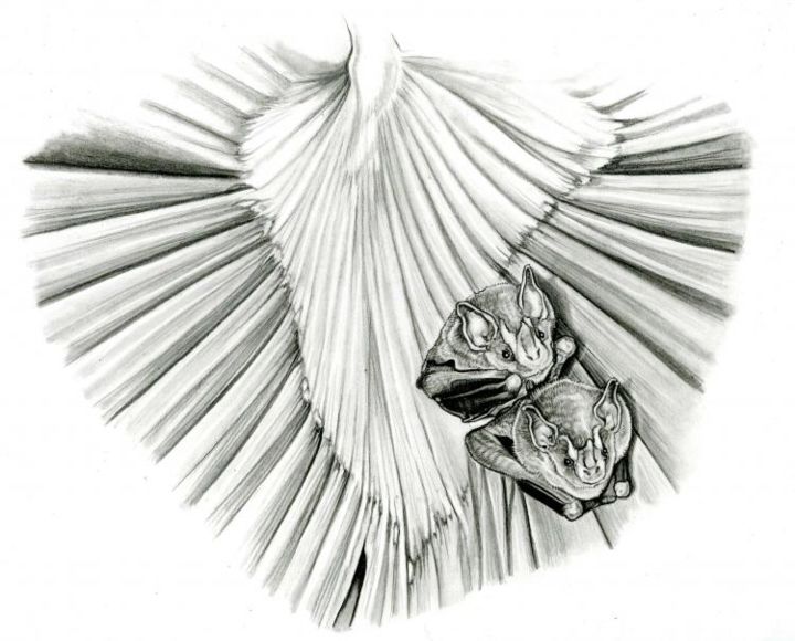Dibujo titulada "chauve-souris" por Cécile Aquisti, Obra de arte original