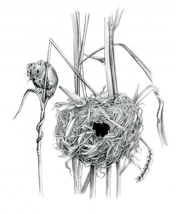 Dessin intitulée "Rat des moisson" par Cécile Aquisti, Œuvre d'art originale