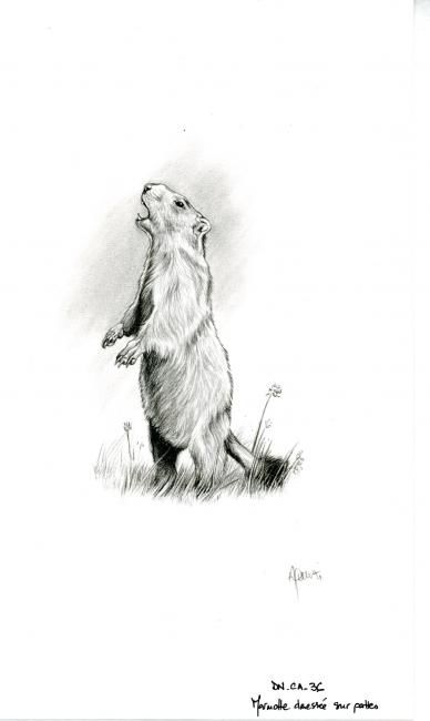 Desenho intitulada "Marmotte" por Cécile Aquisti, Obras de arte originais