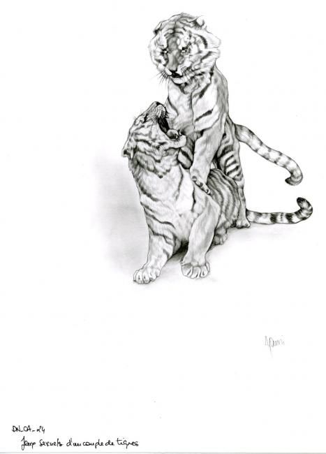 Dessin intitulée "Tigres" par Cécile Aquisti, Œuvre d'art originale